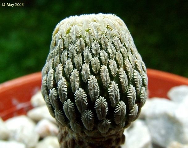Pelecyphora _aselliformis -02